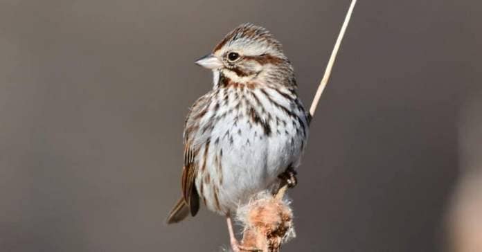 Close up of a Song Sparrow perched on a branch.