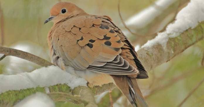 chunky mourning dove perched on the snow