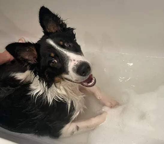 The border collie was left with serious untreated injuries