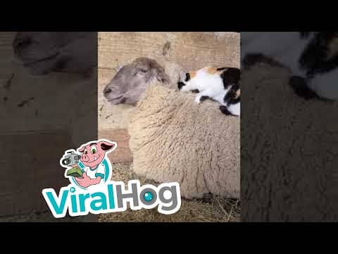 Barn Cat Massages Waffles the Sheep || ViralHog