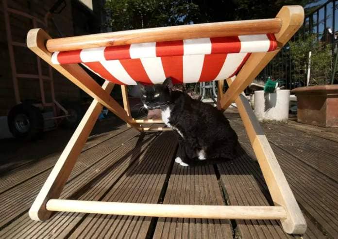 Zaphy, a 12-year-old Devon Rex cat, discovers shelter beneath a deckchair in north London, throughout a heatwave (Yui Mok/PA) (PA Archive)