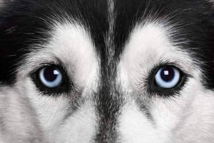 Closeup of a husky's blue eyes