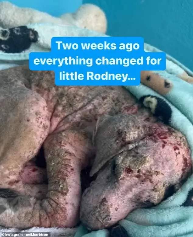 The little dog was struggling to breathe when he first arrived, and was covered in sores