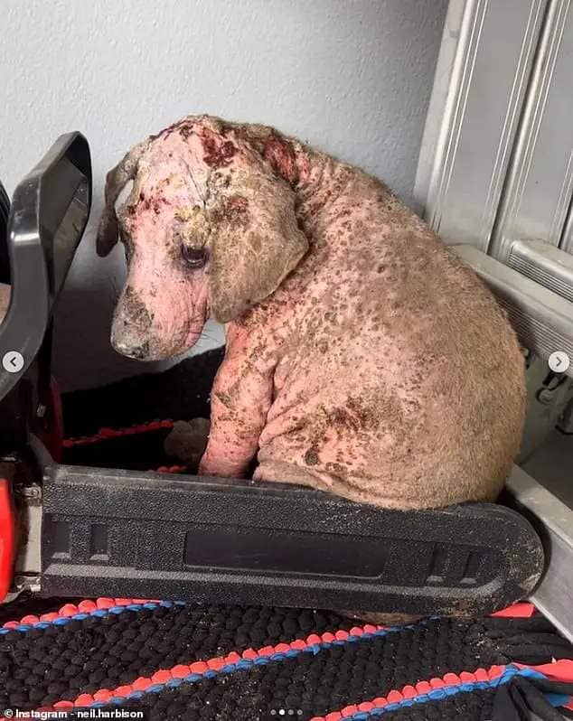 Little Rodney the puppy was close to death when he was rescued by the sanctuary, and Harbison says his fortunes have been transformed in just two weeks - after he received vital care