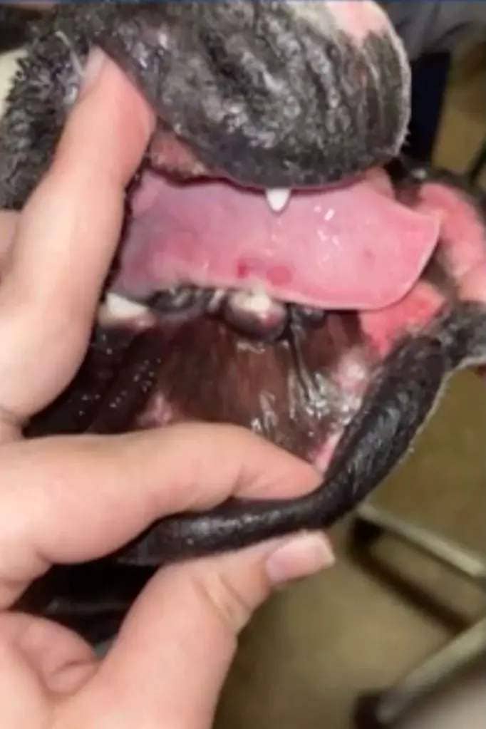 Spunky, a 10-month-old English bulldog, was cruelly burned throughout her body.