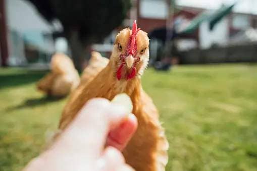 A person hand feeding a treat to a hen