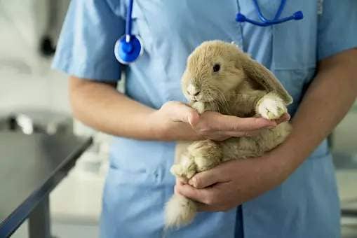 A rabbit being held by a vet