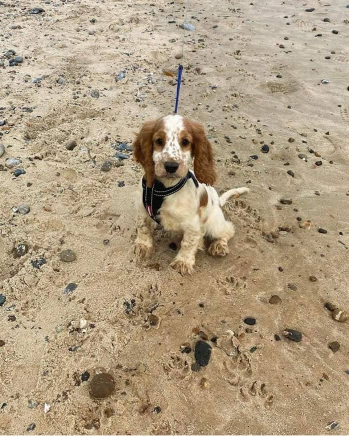 Eastern Daily Press: Jaxson on the beach as a puppy