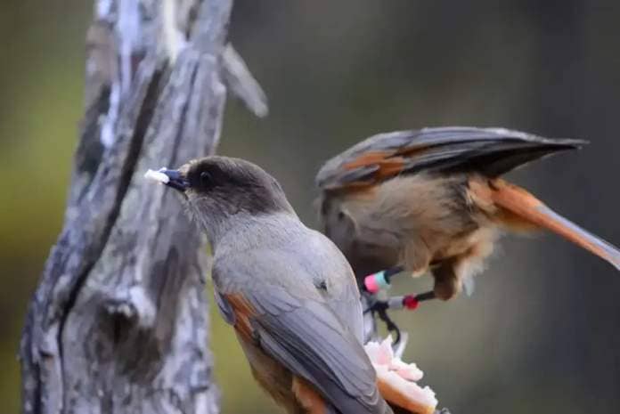 Warmer temperatures caused by climate change may spoil the food that Siberian jays store to survive winter. (Photo by M. Griesser, author provided)