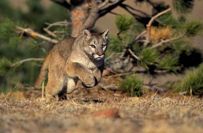 Mountain lions can reach 50 mph in short bursts.