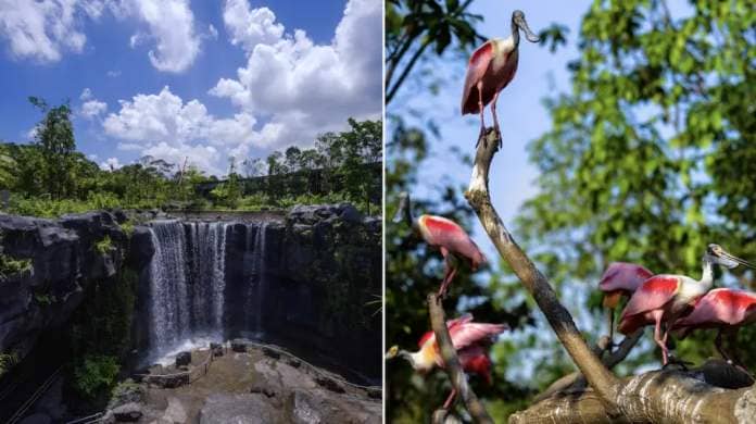 Singapore&#39;s Bird Paradise will feature a 10-m waterfall at Mandai Wildlife West (left) and Roseate Spoonbills at Hong Leong Foundation Crimson Wetlands.l