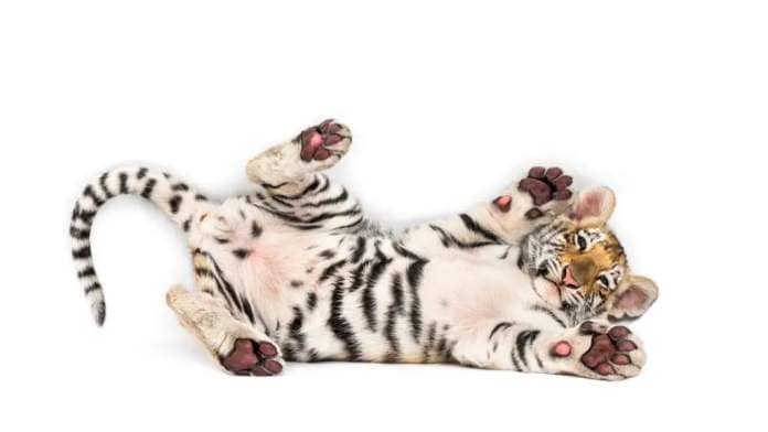 Playful tiger cub shows its paws