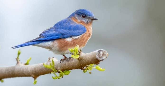 Happiest Animals: Bluebird