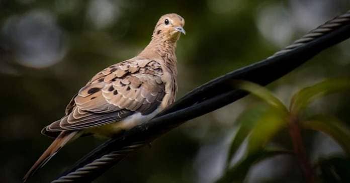 A chubby mourning dove, Zenaida macroura, perches on an electricity wire in the backyard in the backyard.