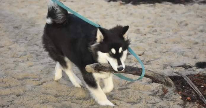 Alusky dog playing on a beach.