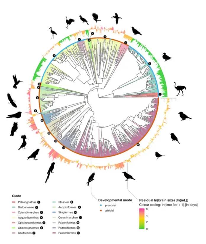 Distribution of brain size across 1,176 bird species. (Illustration by Michael Griesser and Szymon M. Drobniak, author provided)