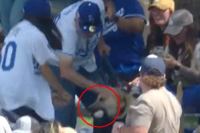 A dog caught a home run during a Dodgers-Royals spring training game on Saturday.