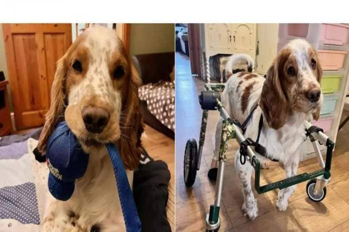 A couple in Beccles has set a target to raise £20,000 for their dog which has been given only two years to live. Picture:Bekki Woolnough <i>(Image: Bekki Woolner)</i>