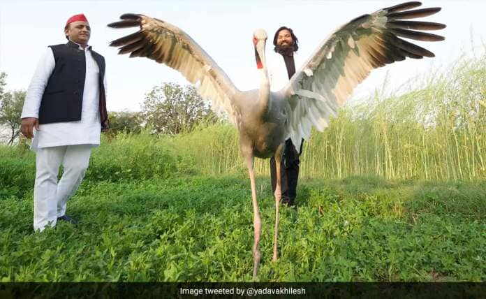 Forest Department Case Against UP Man Who Rescued, Cared For Sarus Crane