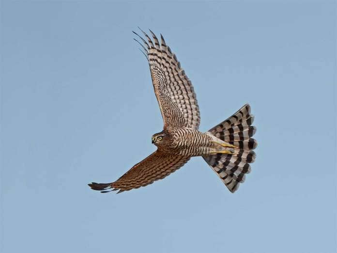 Sparrowhawks are a protected species.
