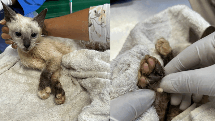 IMAGINE the PAIN! Just seven weeks old, Princess the kitten was hopelessly caught in a WICKED SNARE! 5