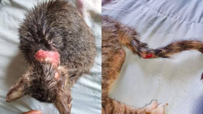 IMAGINE the PAIN! Just seven weeks old, Princess the kitten was hopelessly caught in a WICKED SNARE! 2