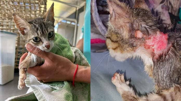 IMAGINE the PAIN! Just seven weeks old, Princess the kitten was hopelessly caught in a WICKED SNARE! 1
