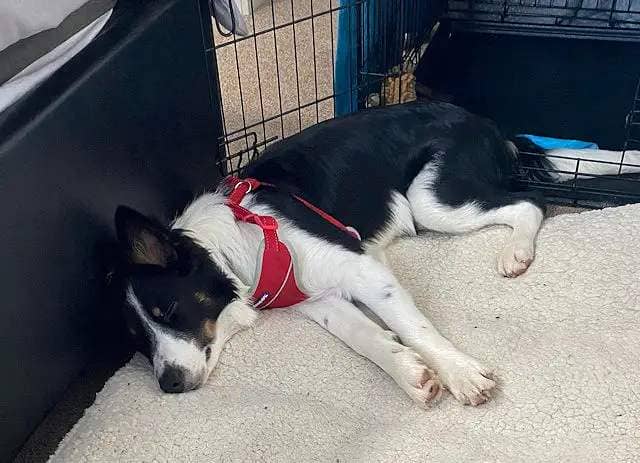 The border collie was left with serious untreated injuries