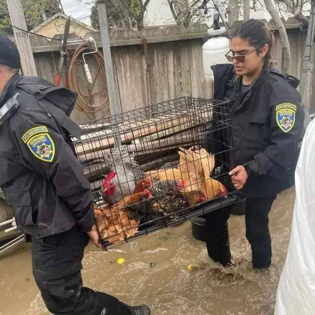 SPCA Monterey County's disaster response team rescues chickens after the Pajaro River levee breach. (Courtesy SPCA Monterey County)