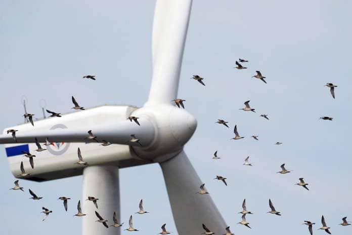Seabirds flying through a windmill.