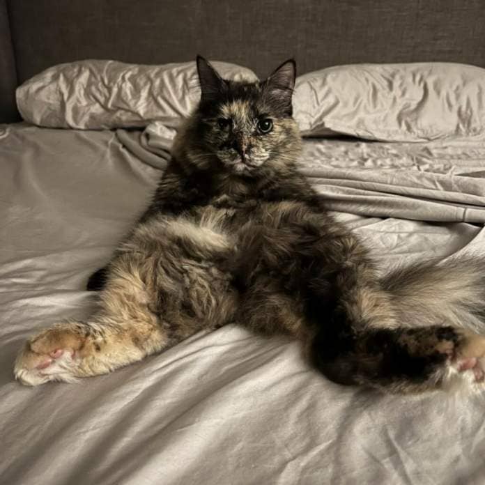 Fluffy mediumhair tabico splays herself on a white satin bedspread in provocative position.