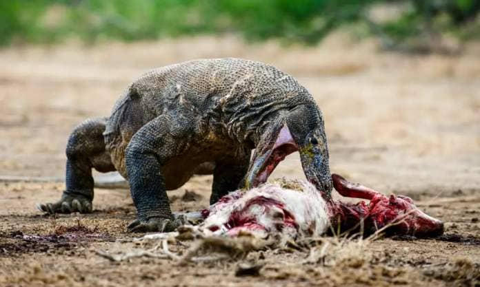 Komodo dragon eat