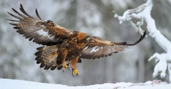 Largest Eagles in the World: Golden Eagle