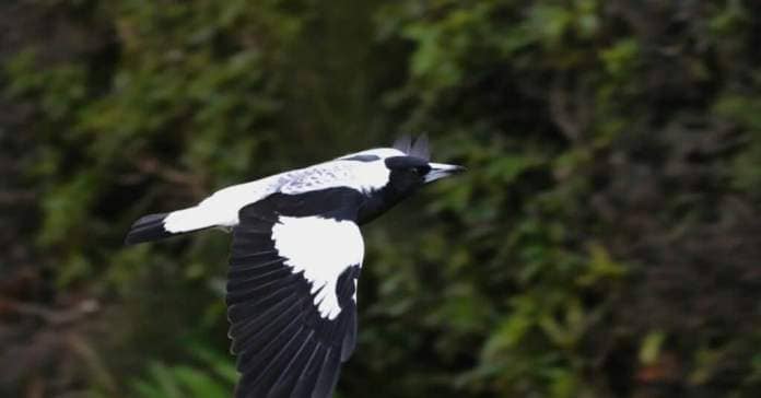 Animals That Laugh: Australian Magpie