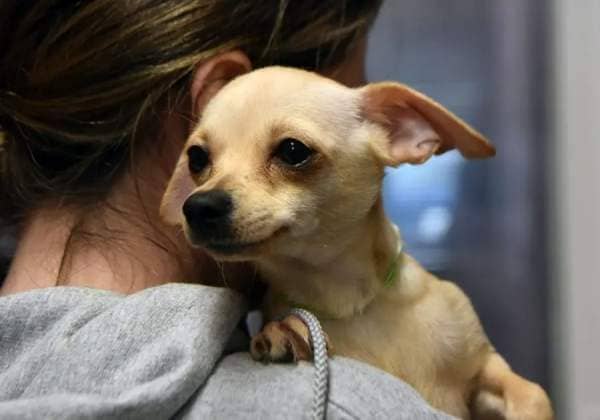 "Paris Hilton" is being held by Harleigh Garcia, founder and executive director of Border Tails. "Paris Hilton" was made available for adoption as a pair with "Kim Kardashian" at the Northbrook animal rescue.
