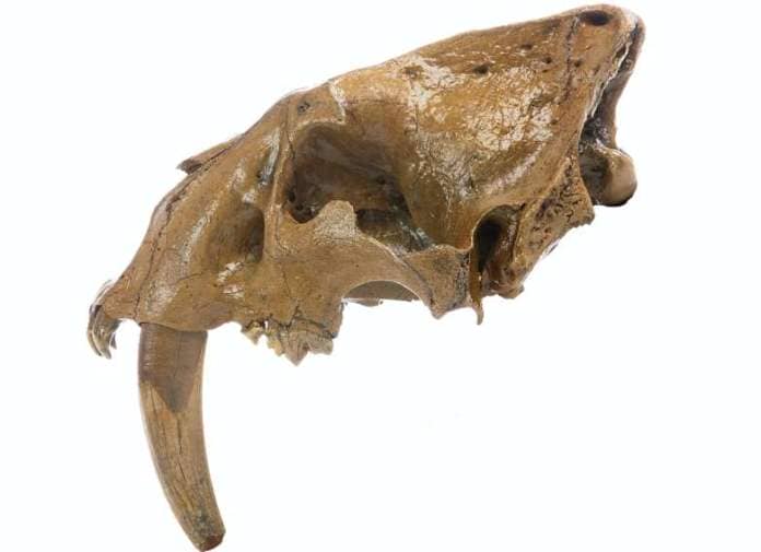 side view of a fossil skull with one long tooth on the animal's left