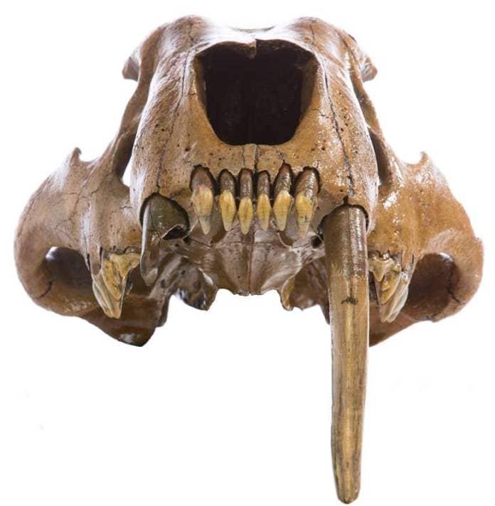 anterior view of sabertooth cat cranium, with only one long tooth on the right