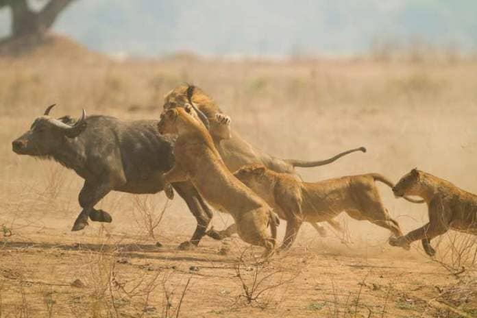four lions attacking an African buffalo