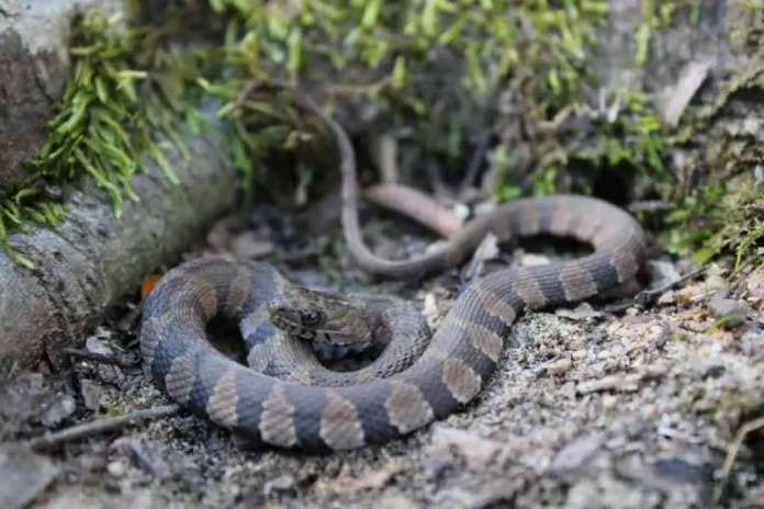 The Midland water snake is a subspecies of the northern water snake.