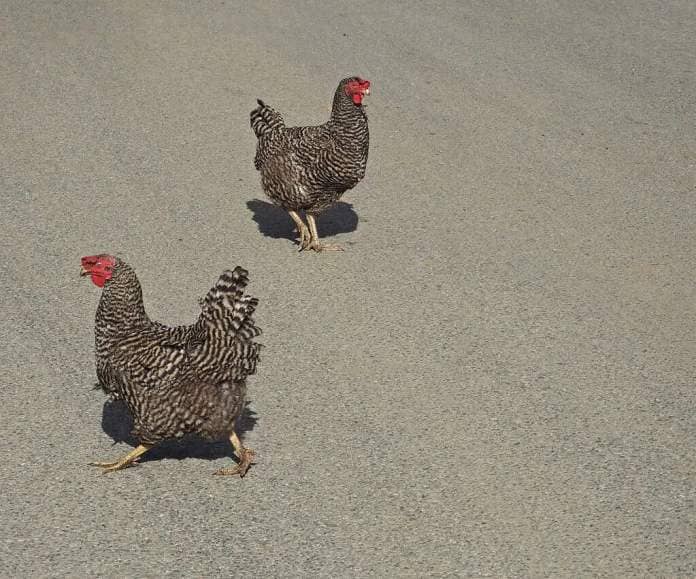 California gray chickens are part of the dumbest birds in the U.S.