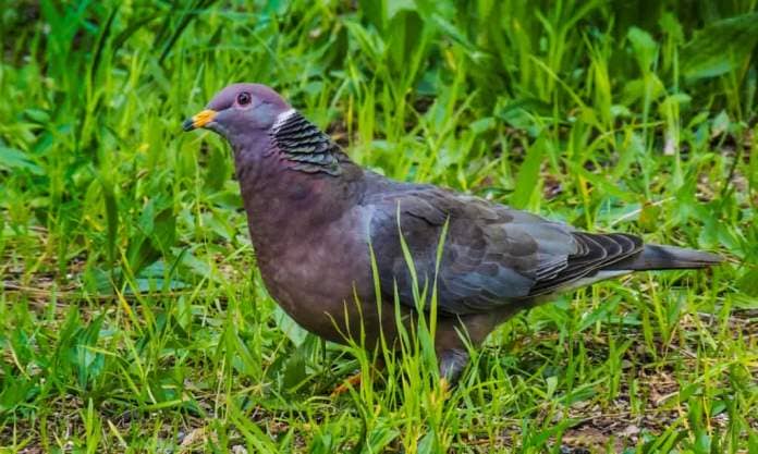 Band-Tailed Pigeon is one of the dumbest birds in the U.S.
