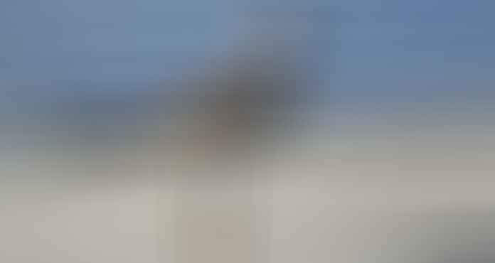 killdeer standing on the beach