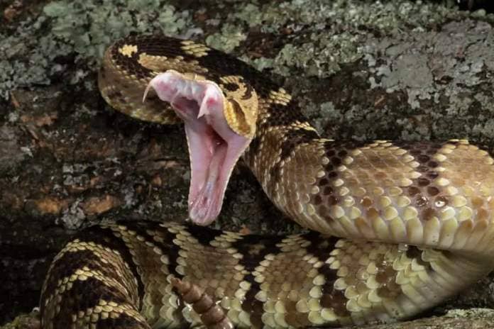 A Black-tailed Rattlesnake, Crotalus molossus, striking at a prey or a threat
