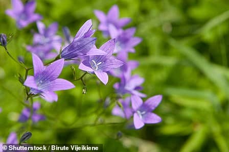 Spreading Bellflowers are only found in 37 places in the UK