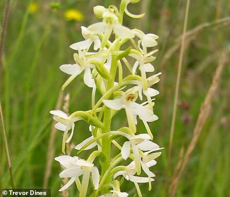 The white-flower orchid has been lost from 75 per cent of the countryside