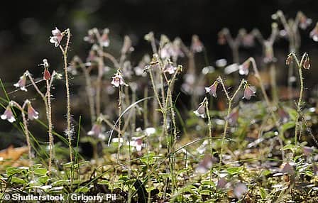 The Twinflower is a relic from the ice age