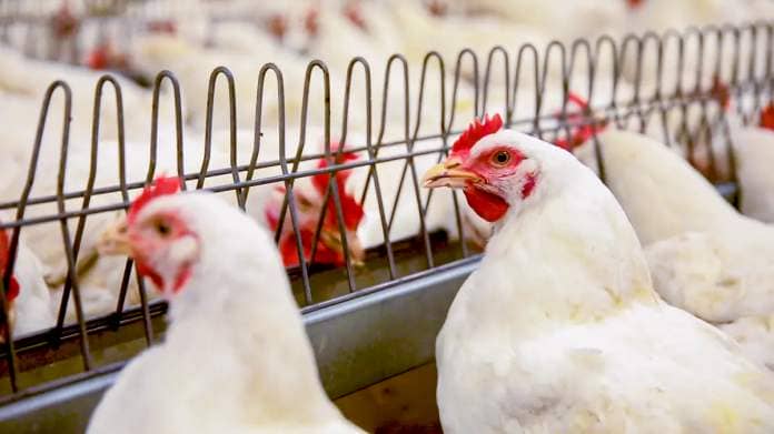 Bird flu housing measures to also be lifted in NI