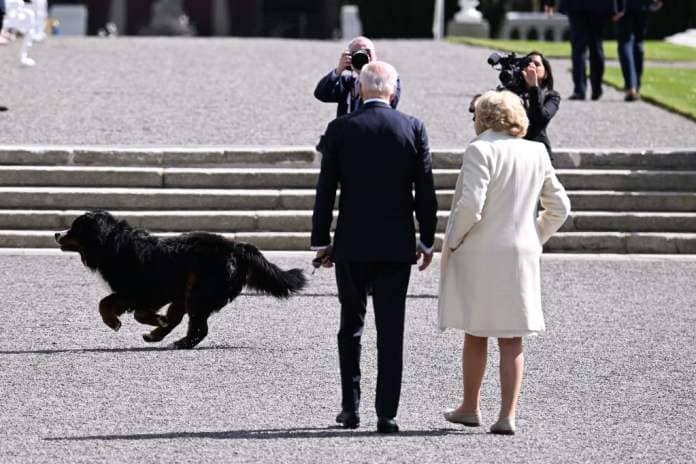   A dog belonging to Irish President Michael D Higgins runs by as US President Joe Biden walks with Sabina Higgins, wife of Irish President Michael D Higgins, in the grounds of the Irish President's official residence.