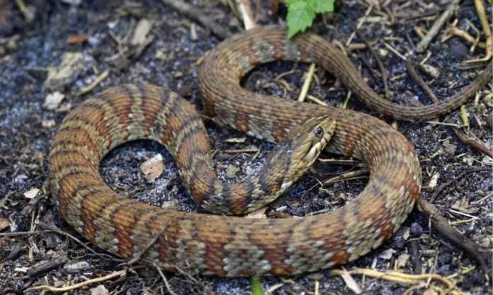 Banded water snakes are often mistaken for cottonmouths.