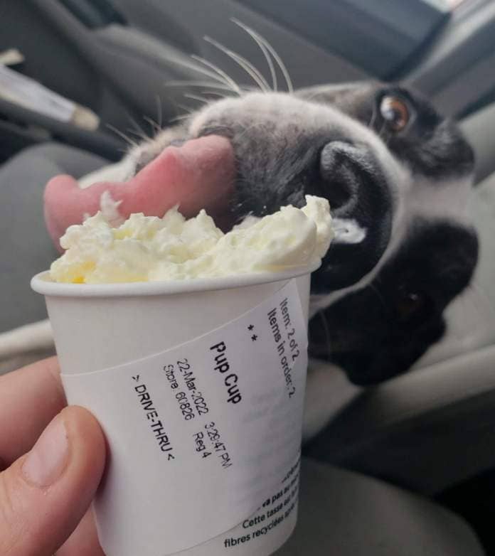 Daisy licking a pup cup